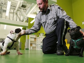 Brad Nichols, senior manager for animal cruelty investigations with the Calgary Humane Society, plays with Ducati and Gertie, two of the animals seized during investigations in 2015.