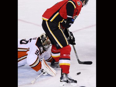 The Calgary Flames' Joe Colborne wasn't quite able to scoop the puck past Anaheim Ducks goaltender John Gibson during NHL action at the Scotiabank Saddledome on Tuesday November 29, 2015.