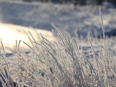 Riverside grasses are covered in frost along the shore of the Bow river in Inglewood on Boxing Day morning December 26, 2015.