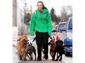 Paige Czibi a dog walker from Clever Canines takes her brood for a stroll near Chinook Centre Thursday afternoon December 3, 2015. Lapping up the balmy weather are, from the left, Murphy, Oak, Kiwi, Sabine and Euro.