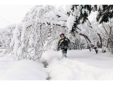 Dason Clemons, 9, makes a path under a tree through the snow after at least 16 inches of fell in Nanton over night with more coming down on Sunday morning on April 5, 2015.