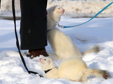 The Zacher family were out walking their four ferrets in the nice weather including Flower,4,black leash; and Sparky, 4, blue leash,  in Ramsay. The weather outside was absolutely balmy on December 27, 2015which allowed people and pets to get outside.