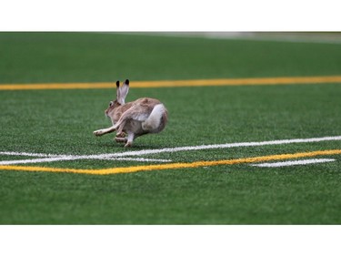 This bunny wasn't too happy about the thousands of people who invaded his home. He took off running to the cheers of the crowd, swerved just as short of the goal line, changed his mind and ran over the goal line and the crowd cheered him on at the start of the  Labour Day Classic on September 7, 2015 at McMahon Stadium.