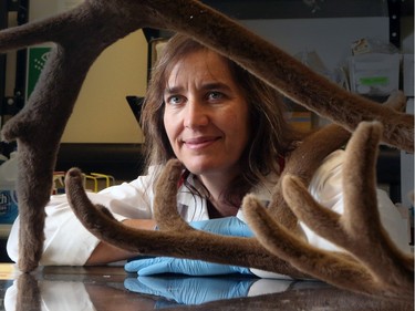 Researcher Susan Kutz is working on groundbreaking research on the impact of rising parasite activity on Arctic wildlife and culture as northern reindeer feel the effects of climate change, in Calgary on December 21, 2015.