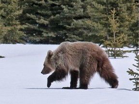 A grizzly bear walks in a meadow along the Icefields Parkway in Banff National Park.