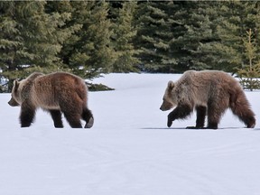 Two grizzlies walk through a meadow near Num-Ti-Jah Lodge, located along the Icefields Parkway, in May 2014.