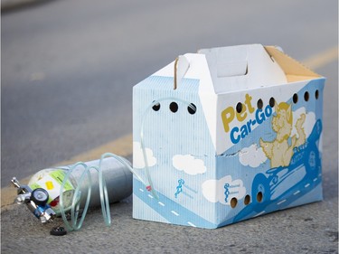 A cat sits in a cardboard pet carrier with oxygen attached at the corner of Fairmount Dr SE and Flavelle Rd SE in Calgary, on December 15, 2015, after a fire ravaged the building, which sent one man to hospital with life threatening injuries, killing two cats and injuring another.