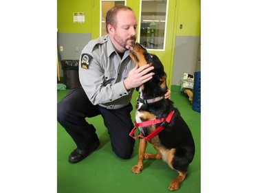 Brad Nichols, senior manager for animal cruelty investigations with the Calgary Humane Society, plays with Beauty one of the animals seized during an investigation in 2015. Beauty's left front leg could not be saved after a fracture believed to be from abuse.