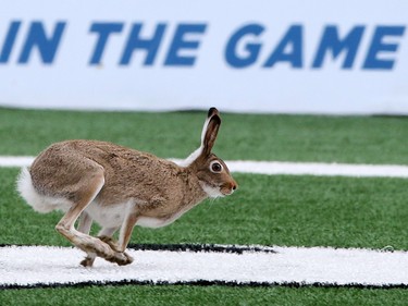 A hare takes centre stage during the Labour Day Classic at McMahon Stadium on Monday September 7, 2015.