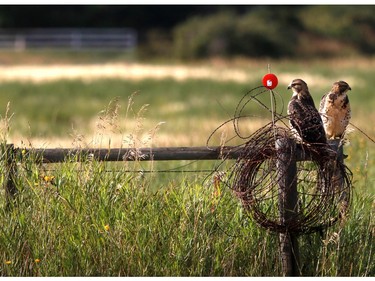 A pair of birds of prey sit on a fence beside a busy road just inside the Town of Nanton, enjoying the evening sun on August 16, 2015.
