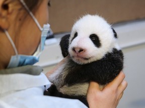 A panda cub is held at the Toronto Zoo in a recent handout photo. The zoo says two giant panda cubs born about eight weeks ago have now partially opened their eyes.