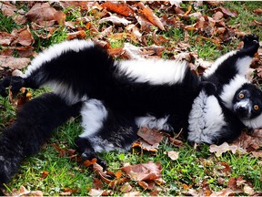 A black-and-white ruffed lemur is pictured in his enclosure at the zoo in Wroclaw, Poland. Reader says city council can set aside funds for both the zoo and to help homeless people.