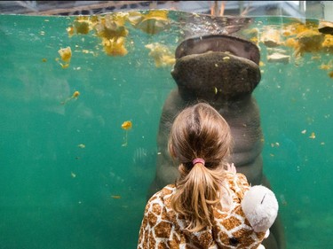 Olivia Tracy, 5, watches  one of the zoo's two hippos chow down on a pumpkin feast at the Calgary Zoo in Calgary on Saturday, October 31, 2015.