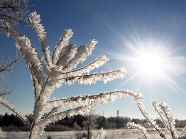 Thick frost sits on the branches of bushed in the Edworthy Park off leash area on Jan. 8, 2016. Cold weather blanketed the area Friday morning but is expected to move on through the weekend.