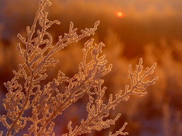 Golden sunrise light shines on frost covered branches in Calgary on Jan. 8, 2016.
