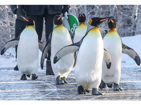 The King penguins at the Calgary Zoo commenced their annual morning waddle for dozens of chilled spectators on Jan. 9, 2016.