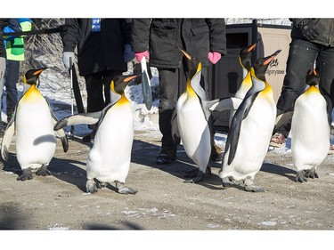 The King penguins at the Calgary Zoo commenced their annual morning waddle for dozens of chilled spectators, on Jan. 9, 2016.