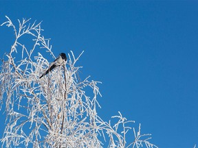 A magpie bird sits atop a tree covered in hoar frost on a chilly morning in Calgary on Jan. 9, 2016.