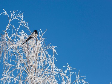 A magpie bird sits atop a tree covered in hoar frost on a chilly morning in Calgary on Jan. 9, 2016.