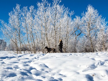Christine Teschl takes her Blue Great Dane Caesar for a walk at Tom Campbell's Hill dog park in Calgary, on Jan. 9, 2016.