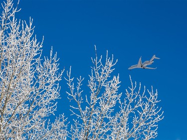 An airplane is seen flying over a tree covered in hoar frost on Jan. 9, 2016.