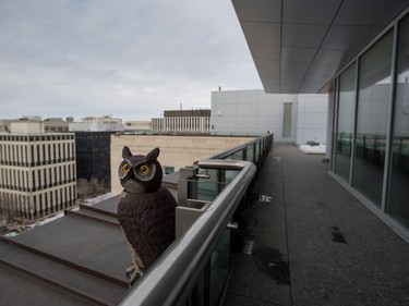A mechanized owl keeps watch for pigeons from the deck outside the former Premier Alison Redford's so-called sky palace that's now been repurposed as meeting rooms in Edmonton, Alta., on Tuesday, January 26, 2016. The space came to symbolize the excesses of the Progressive Conservative government.
