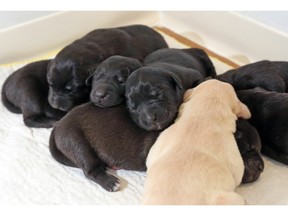 These eight lab cross puppies and their mother were rescued by AARCS from a rural southern Alberta home, just before the snow started to fall on Wednesday. They were photographed recovering in a Calgary AARCS foster home on Thursday Jan. 7, 2015.