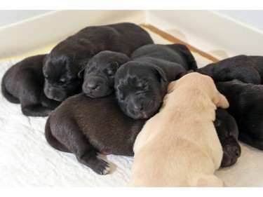 These eight lab cross puppies and their mother were rescued by AARCS from a rural southern Alberta home, just before the snow started to fall on Wednesday. They were photographed recovering in a Calgary AARCS foster home on Thursday January 7, 2015.