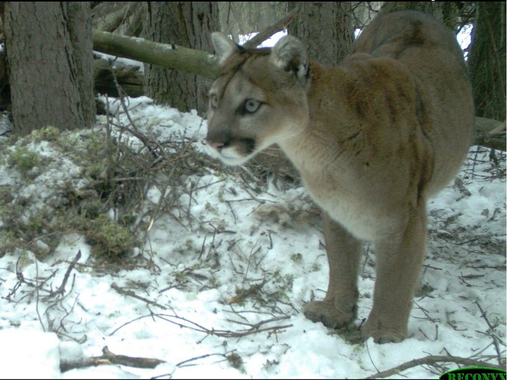 Young Cougar Euthanized In Banff After Repeated Sightings In Townsite 