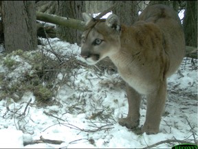 A remote camera image of a cougar in Banff National Park from the Herald archives.