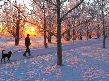 Roy Leclair walks dogs Tanto and Ty at sunrise through trees decorated in hoar frost on Tom Campbell's Hill on Calgary on Friday, Jan. 8, 2015.