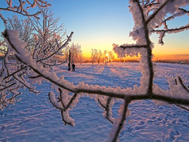 Roy Leclair walks dogs Tanto and Ty at sunrise through trees decorated in hoar frost on Tom Campbell's Hill in Calgary.