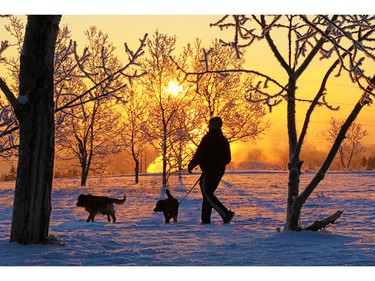 Roy Leclair walks dogs Tanto and Ty at sunrise through trees decorated in hoar frost on Tom Campbell's Hill in Calgary on Friday, Jan. 8, 2015.