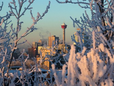 Calgarians woke to trees decorated in hoar frost on a cold morning in Calgary on Friday, Jan. 8, 2015.
