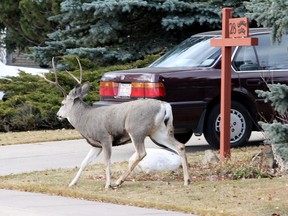 File photo - This white tailed deer was checking out the neighbourhood in Canyon Meadows in Calgary on November 14, 2010.