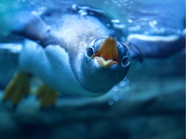 Georgia, one of the Calgary Zoo's young Gentoo penguins, swims up for a better look at the visitors at the Calgary Zoo in Calgary on Monday, Jan. 4, 2016. Zoo keepers have attempted to curb the behaviour of visitors at the Penguin Plunge exhibit that could influence how the penguins continue to interact with the public. in Calgary on Monday, January 4, 2016.