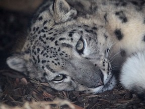 Leika, a one year old snow leopard rests in the enclosure at the Calgary Zoo. on Friday January 29, 2016. The female, from Zoo Kameltheatre in Austria,  will join the zoo's 17-year old male snow leopard, Karesh, in their habitat in Eurasian Gateway.