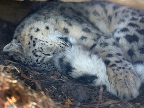 New snow leopard at Calgary Zoo