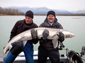 Author Andrew Penner (right) and B.C. Sport Fishing guide, Chad McAdie, struggle to hold the white sturgeon, a.k.a. "river donkey."