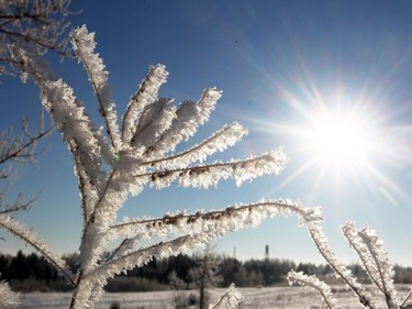 Thick frost sits on the branches of bushed in the Edworthy Park off leash area on January 8, 2016.