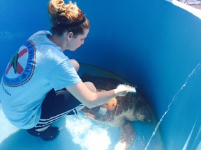 A volunteer at the Turtle Hospital in Marathon, Fla, gives a sea turtle a bath.