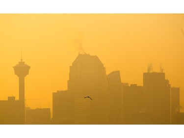 A hawk takes flight in front of the haze surrounding the downtown skyline near sunset in Calgary on Wednesday, Jan. 20, 2016.