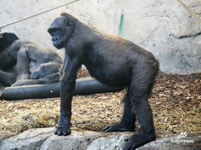 Kioja, a 14-year-old gorilla at the Calgary Zoo, is expecting her first baby in March 2016.