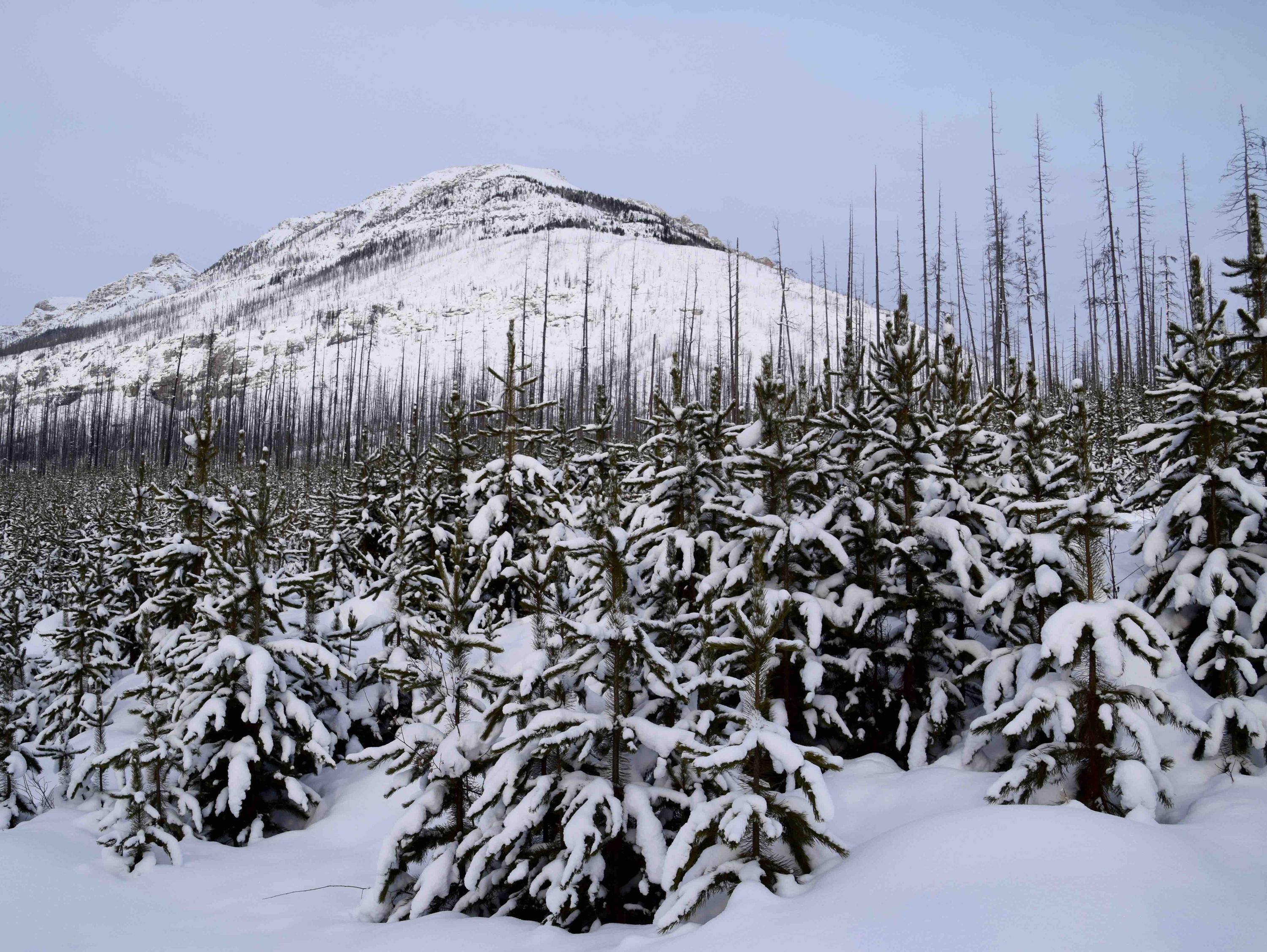 Kootenay National Park