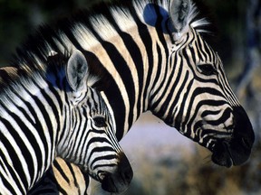 A zebra and calf are seen at a watering hole in northern Namibia.