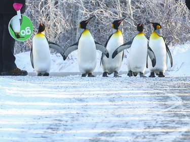 The King penguins at the Calgary Zoo commenced their annual morning waddle for dozens of chilled spectators on Jan. 9, 2016.