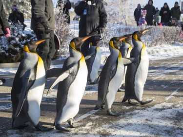 The King penguins at the Calgary Zoo commenced their annual morning waddle for dozens of chilled spectators on Jan. 9, 2016.