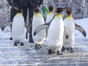 The King penguins at the Calgary Zoo commenced their annual morning waddle for dozens of chilled spectators, on January 9, 2016.