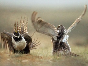 In this May 9, 2008 file photo, male sage grouses fight for the attention of female southwest of Rawlins, Wyo.