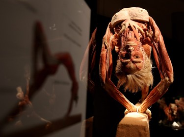 One of the many displays at Body Worlds Vital travelling exhibition at Telus Spark in Calgary on January 15, 2016.